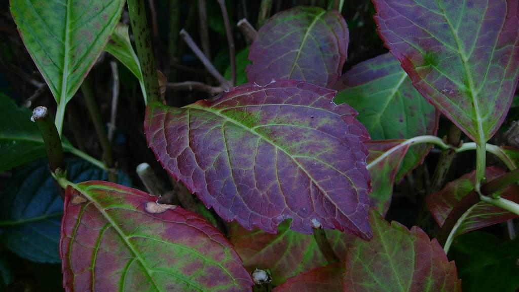 Почему у свеклы краснеют листья и она не растет или отстает в развитии: причины проблемы, а также что делать и чем подкормить овощ