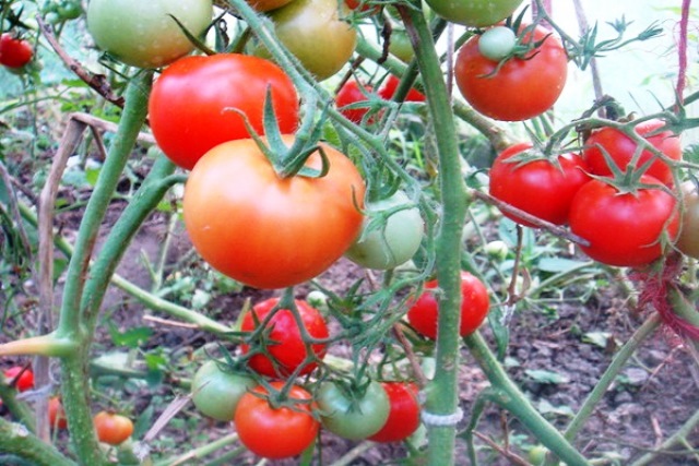 Урожайные сорта томатов для открытого грунта: крупноплодные, ранние, вкусные