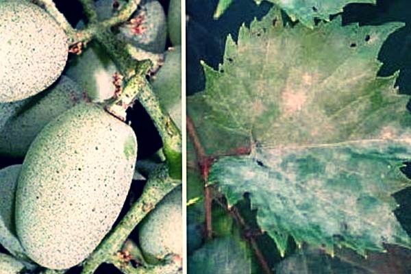Болезни и вредители винограда: как распознать, вылечить, предотвратить