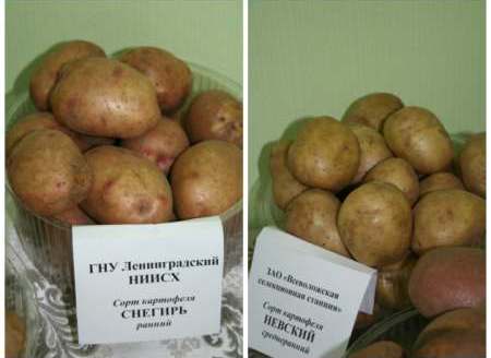 Сорт картофеля снегирь: характеристика, описание с фото, отзывы