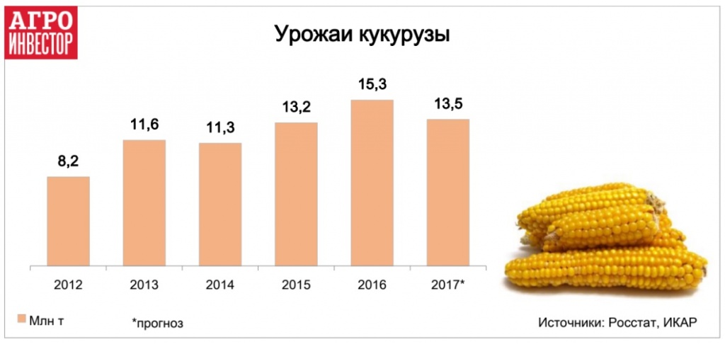 Кукуруза на силос: уборка, технология возделывания, сорта и урожайность