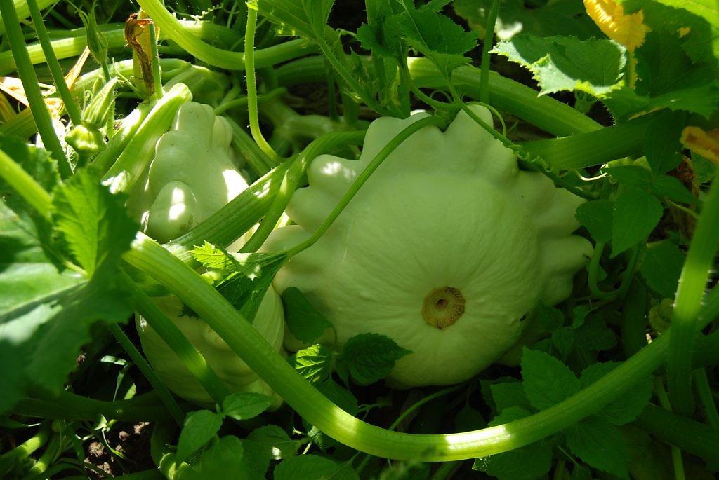 Выращивание патиссонов, посадка и уход за ними, как выращивать в открытом грунте, популярные сорта, фото и отзывы