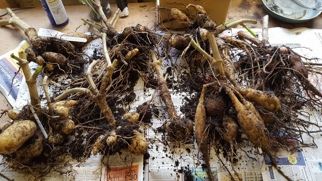 Георгины: проращивание клубней после зимы. подготовка и посадка