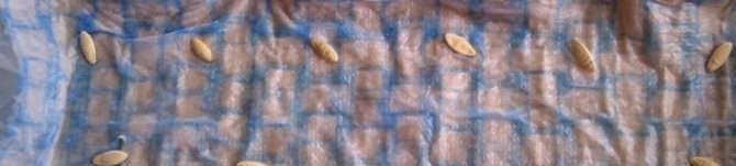 Обработка семян огурцов перед посадкой: нужно ли замачивать, как это делать