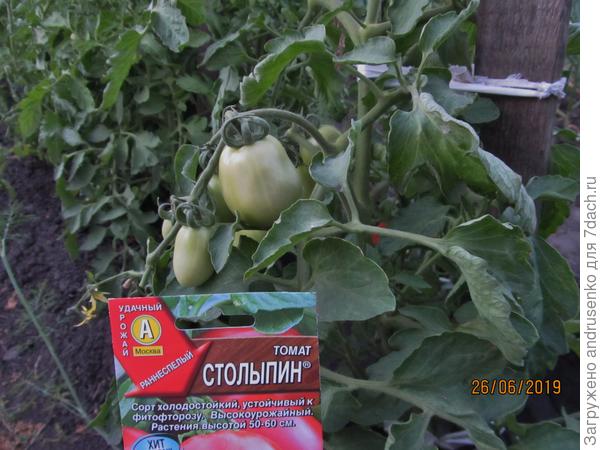 Обзор лучших сортов семян томатов для ростовской области открытого грунта