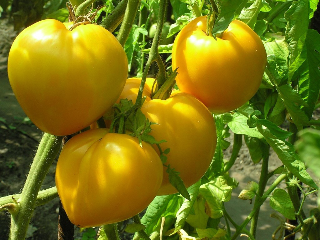 Вкусное солнце в вашем саду — томат «желтый шар»: описание сорта, рекомендации по выращиванию