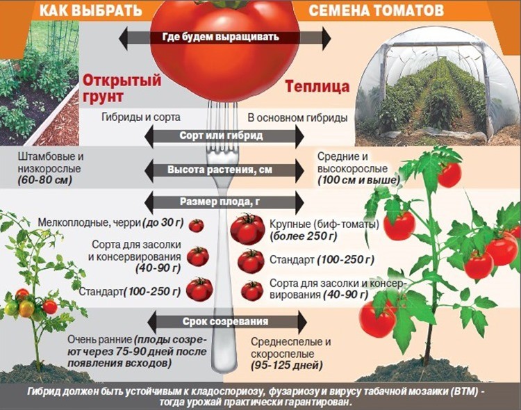 Топ-10 распространенных ошибок при выращивании рассады томатов
