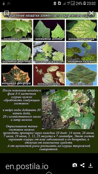 ✅ нехватка элементов питания у огурцов: определить на вид по форме плода и листьям - tehnomir32.ru