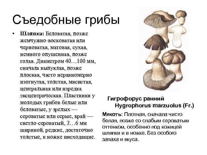 Как отличить съедобные грибы: фото, описания и названия
как отличить съедобные грибы: фото, описания и названия