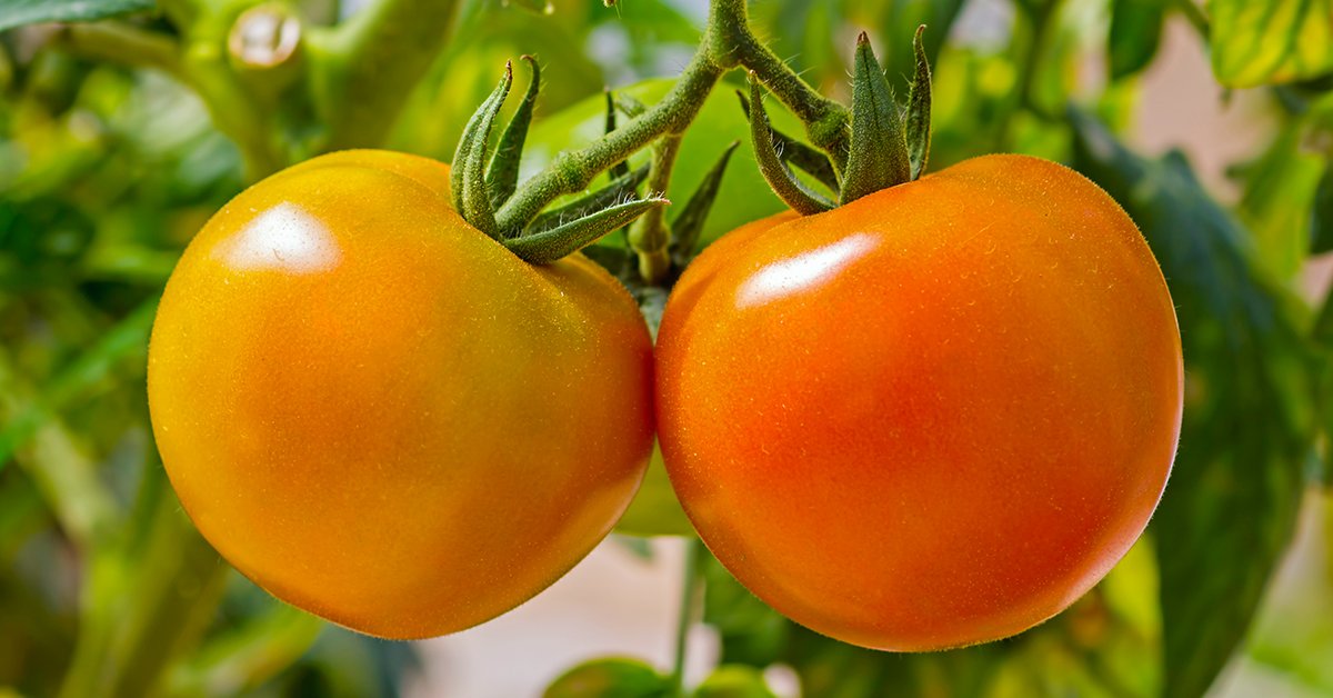 Томат “оранжевый гигант”: популярный среди любителей и профессионалов в выращивании помидор