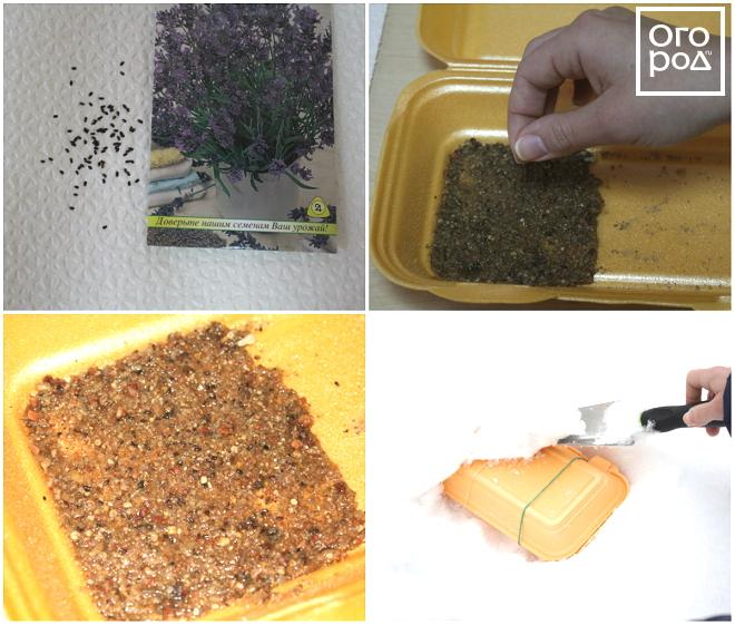 Стратификация семян в домашних условиях – что это, как её проводить
