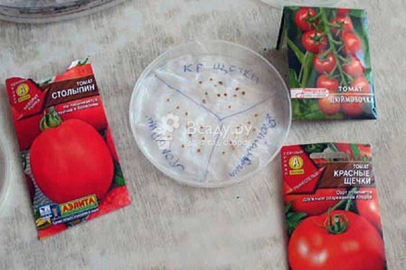 Как посадить томат. вариант 2: пророщенные семена