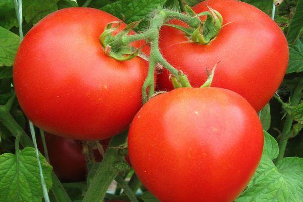 Томат «инфинити»: описание сорта и основные характеристики помидора-гибрида f1 русский фермер
