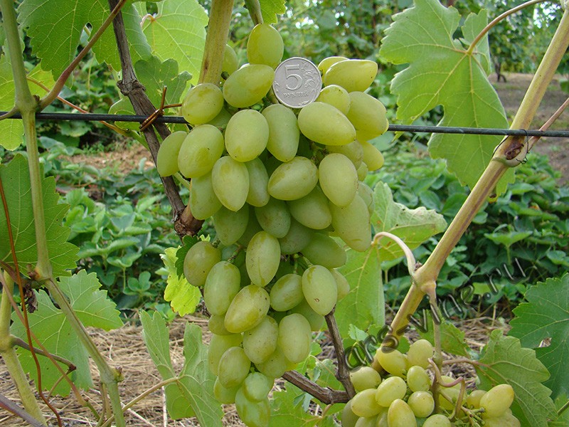 Виноград амурский: описание сорта, особенности выращивание и правила ухода