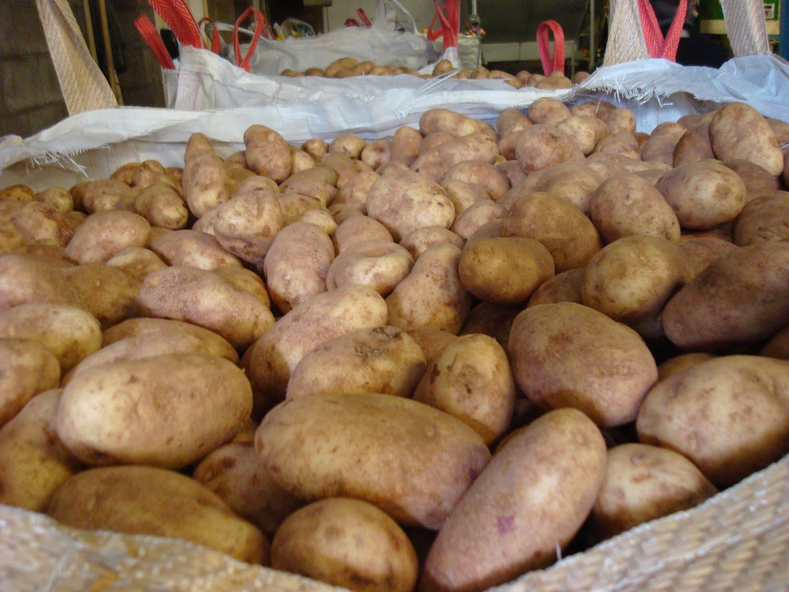Картофель "джелли" - семенной корнеплод: подробное описание сорта, характеристика и фото русский фермер