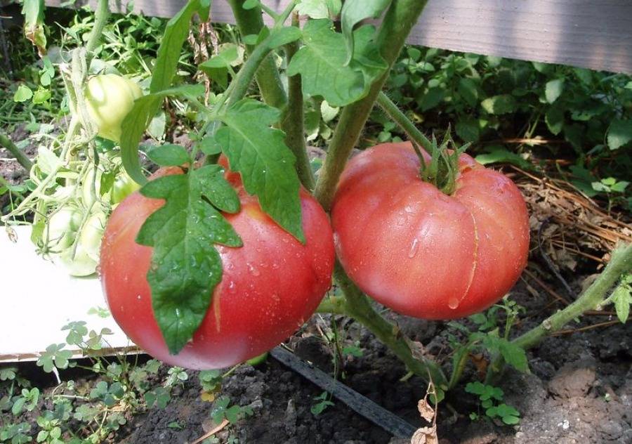 Описание и характеристики лучших индетерминантных сортов томатов для теплицы