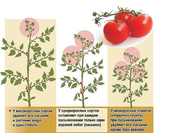 Виды томатов штамбовый детерминантный индетерминантный