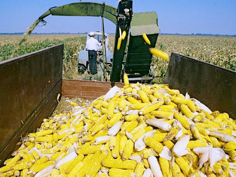 Кукуруза на зерно: уборка, технология выращивания, норма высева, хранение