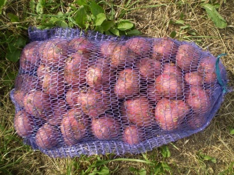 Картофель рамона: описание и характеристика голландского сорта, отзывы и правила выращивания