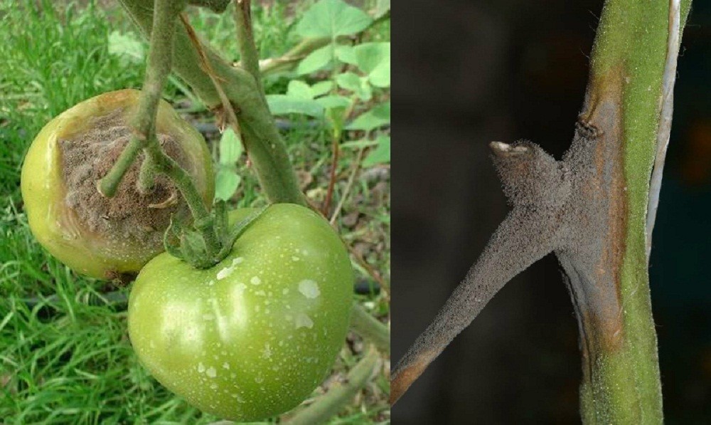 Огурцы: болезни и их лечение