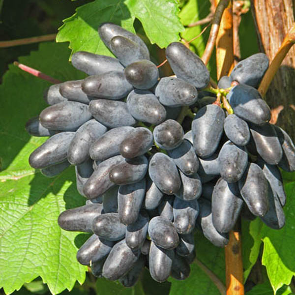 Виноград памяти негруля — устойчивый, урожайный, сладкий сорт!