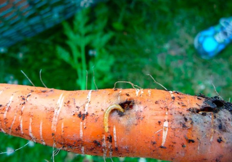 Вредители моркови и борьба с ними: фото, описание и лечение, чем обработать