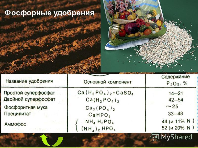Суперфосфаты: состав удобрения, инструкция по применению простых суперфосфатов на огороде осенью, как быстро растворить в воде гранулированные удобрения