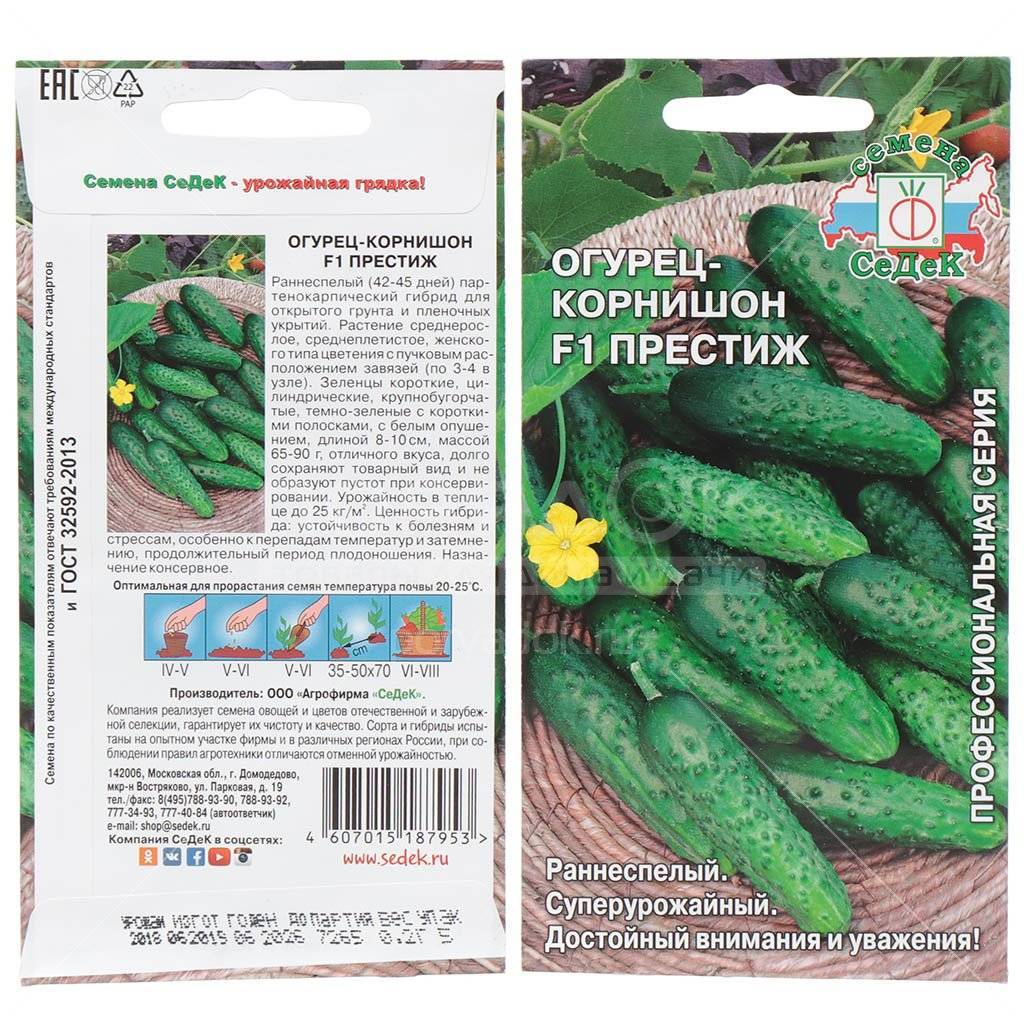 Огурец сибирский экспресс описание и характеристика сорта урожайность с фото