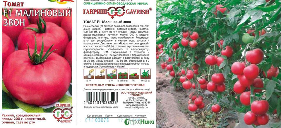 Томат барбарис: описание сорта, выращивание, уход, фото