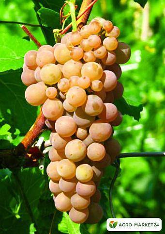 Виноград "платовский" характеристика сорта, описание особенностей выращивания и фото