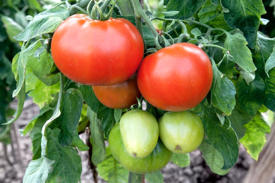 Характеристика и описание сорта томата эм чемпион, урожайность – дачные дела
