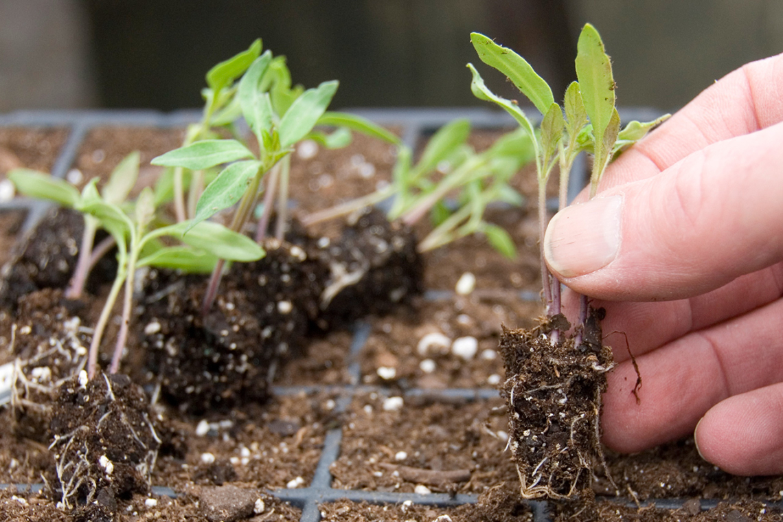 Выращивание баклажанов: посадка и уход за рассадой, подбор почвы и тары, правильный полив и подкормка, пикировка и пересадка