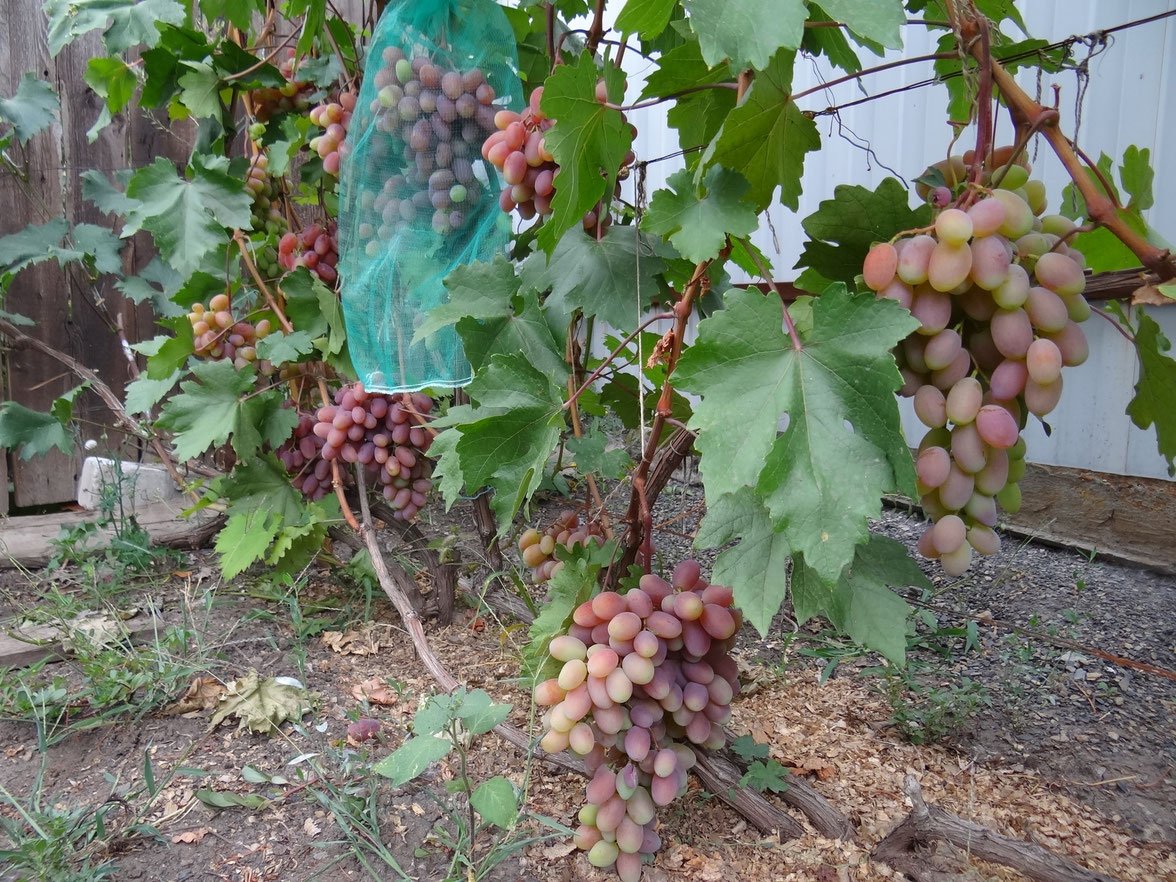 Виноград юбилейный новочеркасска фото и описание
