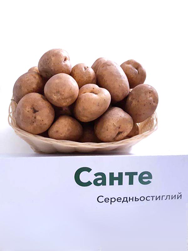 Сорт картофеля санте: описание, фото, характеристика и отзывы, а также особенности выращивания