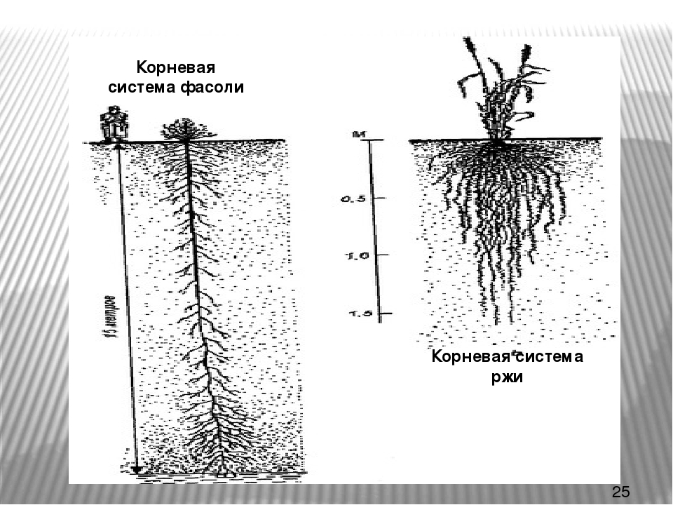 Какие корни у огурцов длина фото