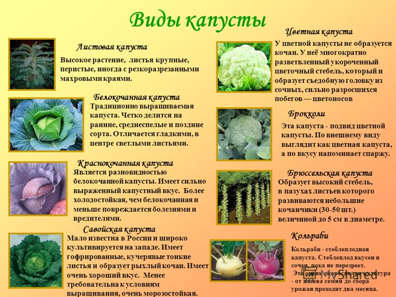 Сорта капусты: фото, названия, описание - sadovnikam.ru