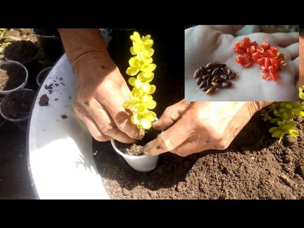 Размножение барбариса черенками весной и летом