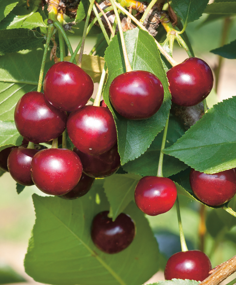 Выращивание вишни шубинка