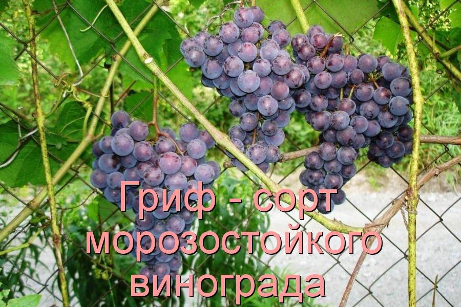 Красностоп золотовский – виноматериал для лучших столовых вин