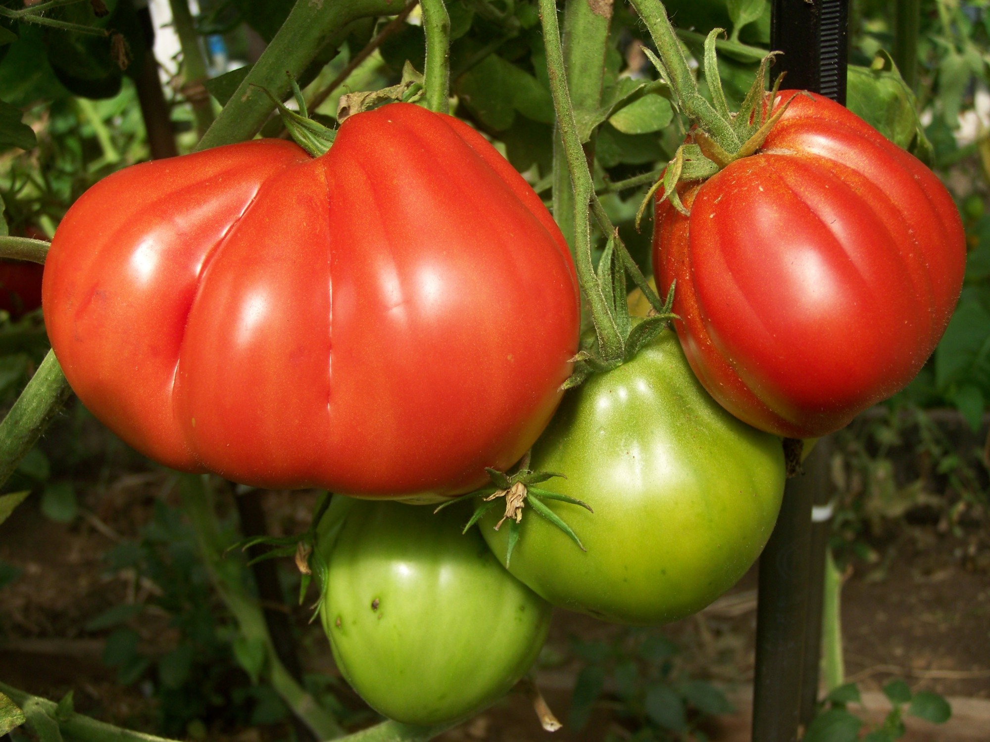 Сорта томатов: пузата хата