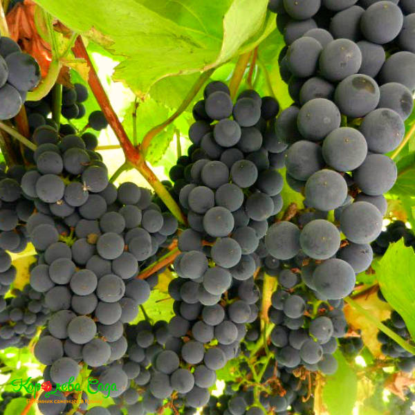 Виноград и вино пино нуар (pinot noir) — описание сорта