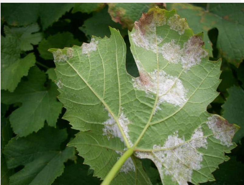 Как бороться с белым налетом на листьях винограда и чем лучше обработать