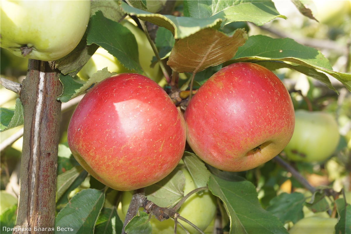 Поздние сорта яблонь: подробное описание и фото