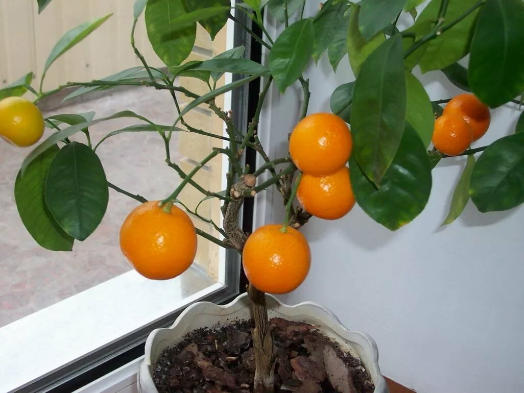 Как вырастить мандарин в домашних условиях: уход, фото, видео