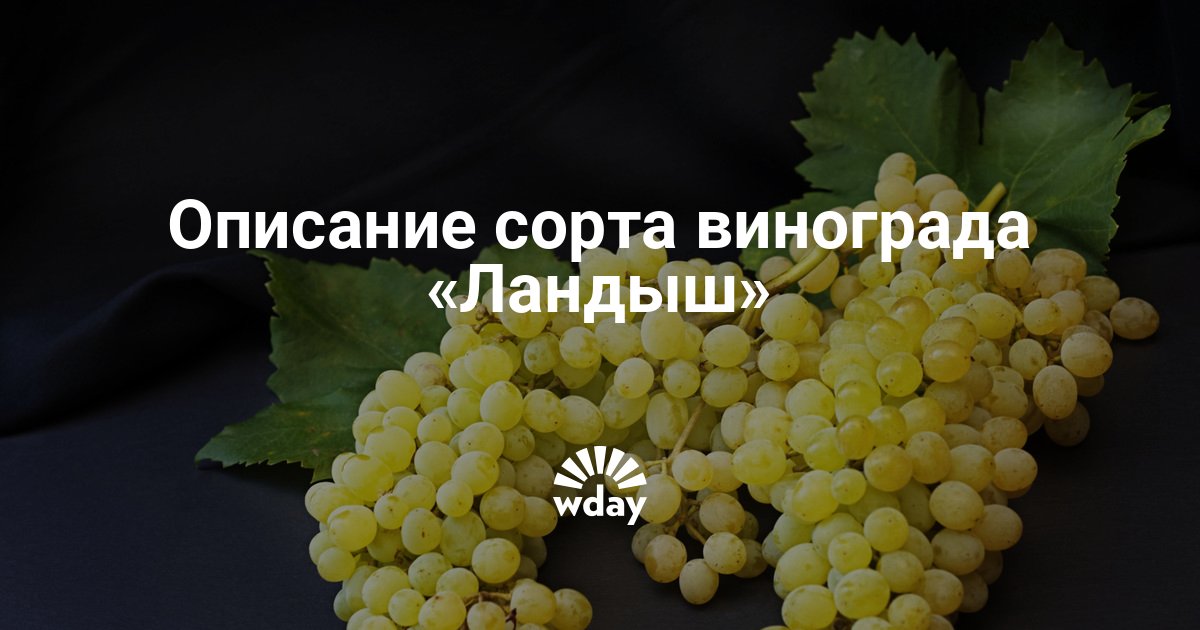 Выращивание и уход за виноградом ландыш
