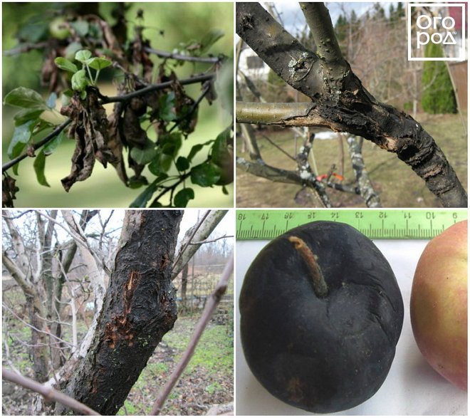 Болезни яблони: черный рак описание и фото на supersadovnik.ru