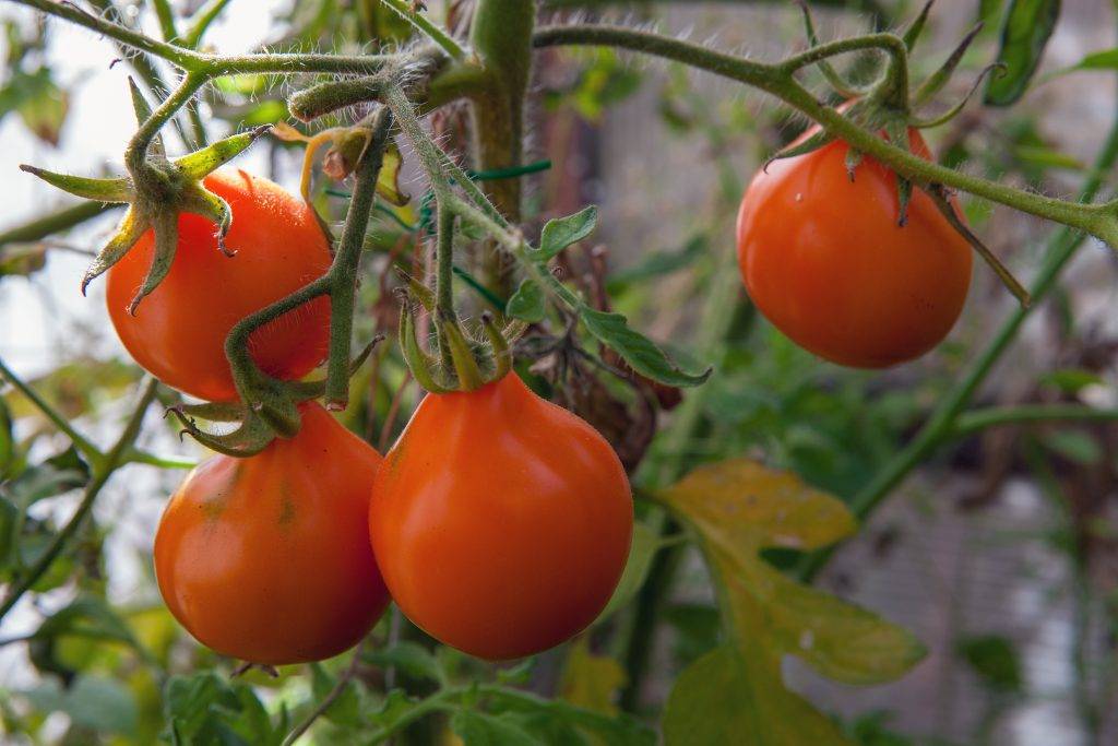 Китайский способ выращивания рассады томатов: особенности этого метода посадки помидор, отзывы огородников, отличия от японского способа