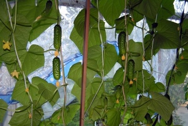 Огурцы на балконе: пошаговая инструкция как вырастить вкусные и здоровые огурцы (105 фото + видео)