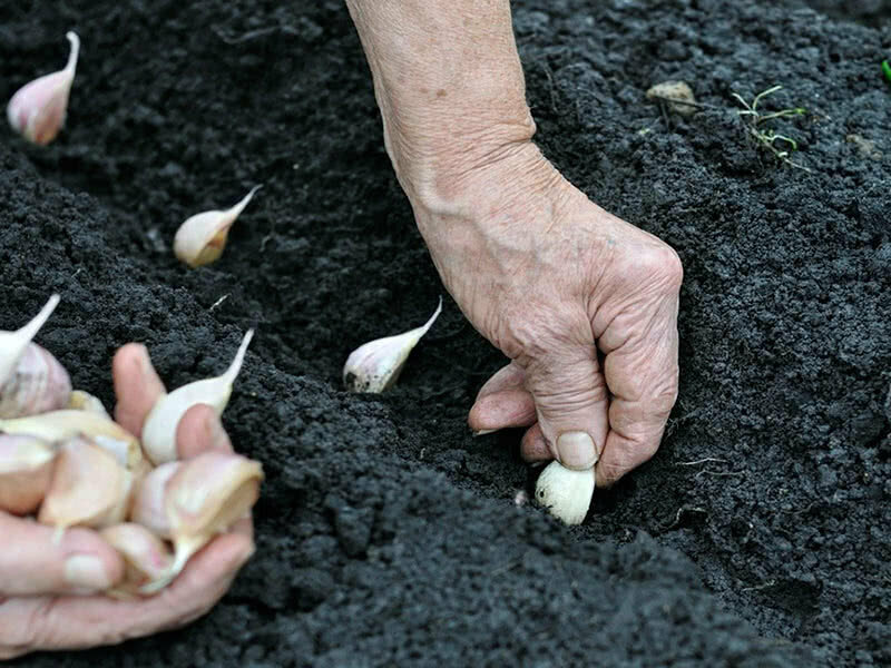 Как сажать чеснок семенами из стрелок: когда можно сеять воздушками или бульбочками, правила выращивания зимой и весной, а также инструкция по сбору урожая