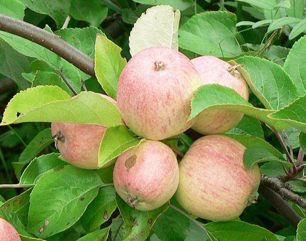 Яблоня жебровское: особенности сорта и ухода